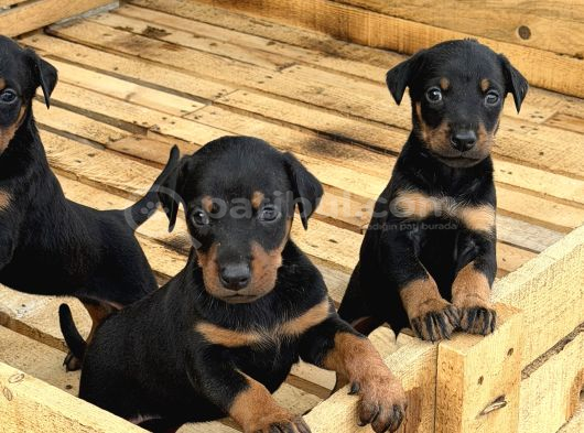 Üst Sevi̇ye Doberman Yavrulari görsel