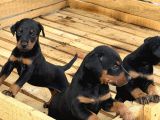 Üst Sevi̇ye Doberman Yavrulari