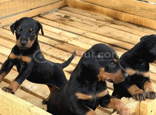 Üst Sevi̇ye Doberman Yavrulari görsel