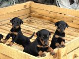 Üst Sevi̇ye Doberman Yavrulari
