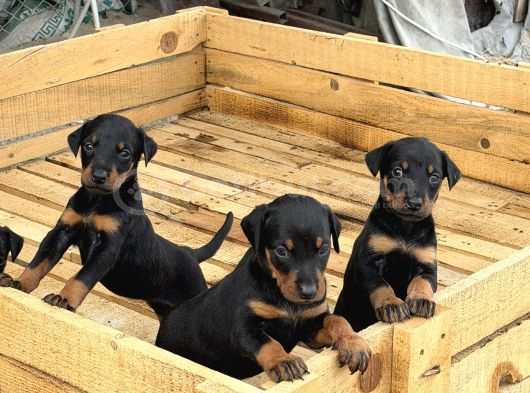 Üst Sevi̇ye Doberman Yavrulari görsel