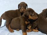 Red Doberman