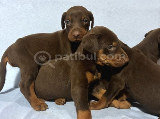 Red Doberman görsel