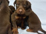 RED DOBERMAN