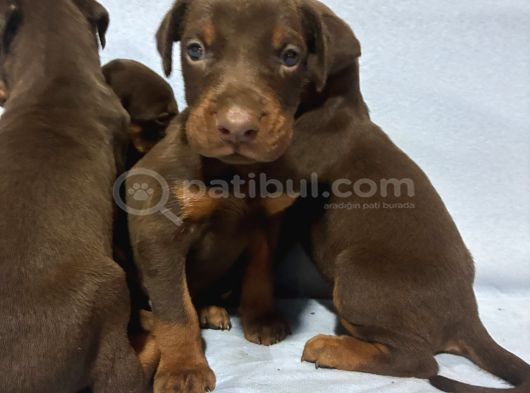 RED DOBERMAN
