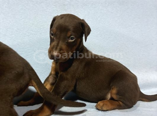 Red Doberman görsel
