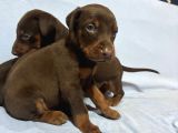 Red Doberman