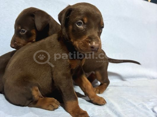 Red Doberman görsel
