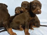 Red Doberman