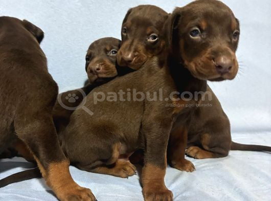 Red Doberman görsel