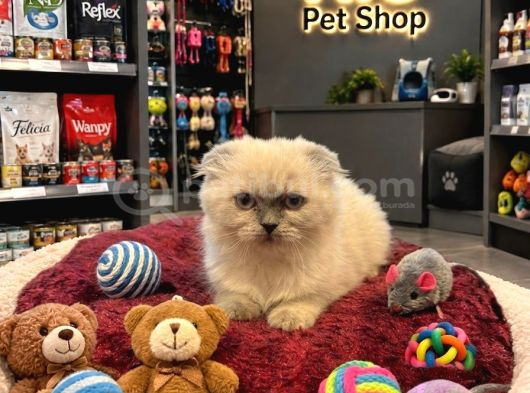 Irkının En Güzellerinden Scottish Longhair Yavrularımız görsel