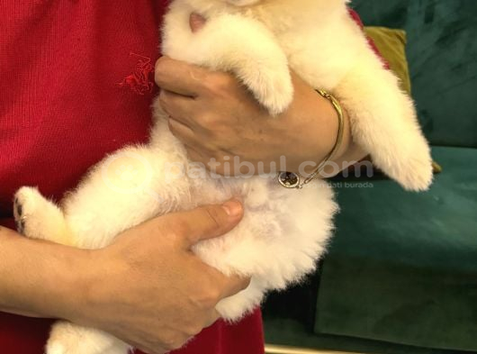 3 Buçuk Aylık Ayı Surat Poomerian Boo görsel