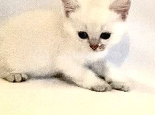 Beyaz Mavi Gözlü Çok Tatlı Erkek Bebek görsel
