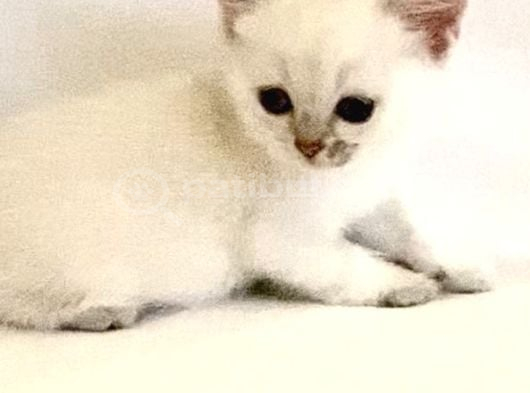 Beyaz Mavi Gözlü Çok Tatlı Erkek Bebek görsel