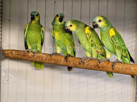 Amazon Bebek Papağanlarımız görsel