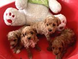 Yavru Toy Poodle Ve Kore Poodle