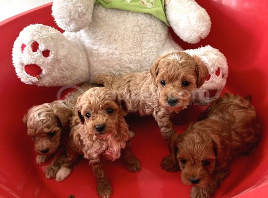 Yavru Toy Poodle Ve Kore Poodle görsel
