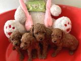 Yavru Toy Poodle Ve Kore Poodle