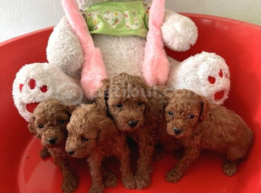 Yavru Toy Poodle Ve Kore Poodle görsel