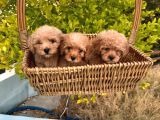Yavru Toy Poodle Ve Kore Poodle