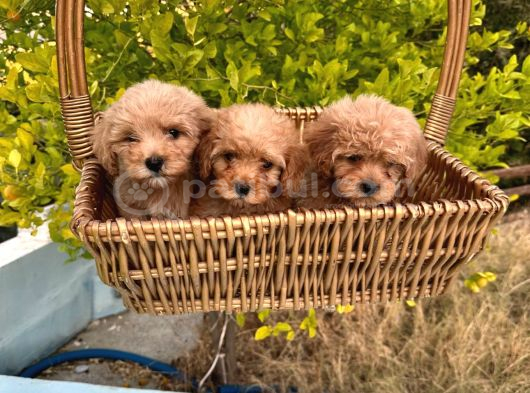 Yavru Toy Poodle Ve Kore Poodle