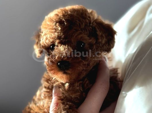 Red Toy Poodle