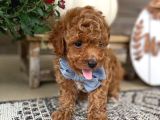 TUVALET EĞİTİMLİ TOY POODLE