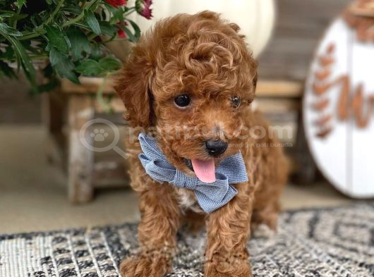 Tuvalet Eği̇ti̇mli̇ Toy Poodle