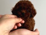 A Kali̇te Toy Poodle Yavrular