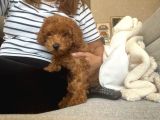 ÖZEL RENK SAF KAN TOY POODLE İÇ DIŞ PARAZİTİ YAPILDI