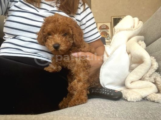 Özel Renk Saf Kan Toy Poodle İç Diş Parazi̇ti̇ Yapildi