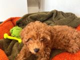 Özel Renk Saf Kan Toy Poodle İç Diş Parazi̇ti̇ Yapildi