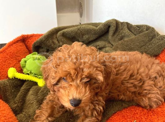 Özel Renk Saf Kan Toy Poodle İç Diş Parazi̇ti̇ Yapildi görsel