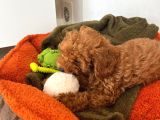 Özel Renk Saf Kan Toy Poodle İç Diş Parazi̇ti̇ Yapildi