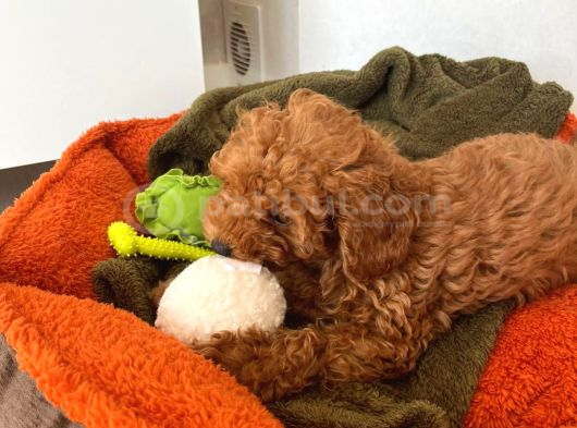 Özel Renk Saf Kan Toy Poodle İç Diş Parazi̇ti̇ Yapildi görsel