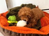 Özel Renk Saf Kan Toy Poodle İç Diş Parazi̇ti̇ Yapildi