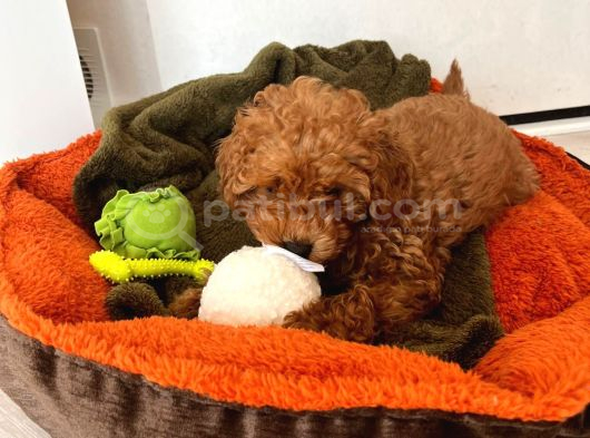 Özel Renk Saf Kan Toy Poodle İç Diş Parazi̇ti̇ Yapildi görsel