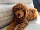 Özel Renk Saf Kan Toy Poodle İç Diş Parazi̇ti̇ Yapildi