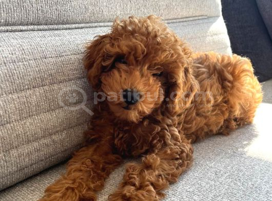 Özel Renk Saf Kan Toy Poodle İç Diş Parazi̇ti̇ Yapildi görsel
