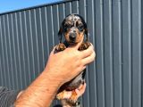 Sosis Köpekler