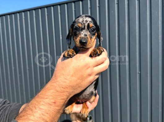 Sosis Köpekler görsel