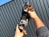 Sosis Köpekler