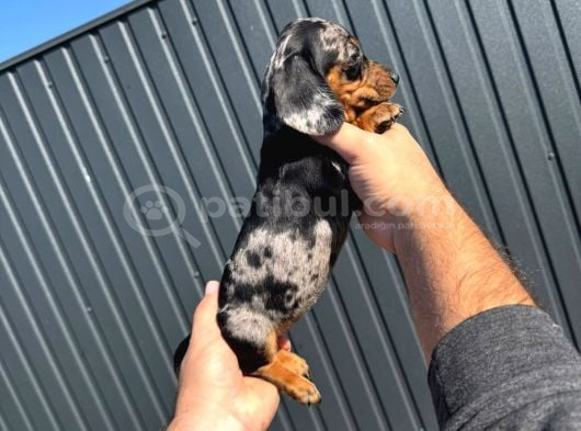 Sosis Köpekler görsel