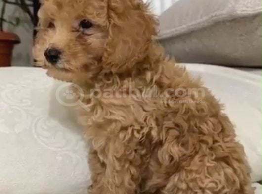 Toy Poddle Acil Yuva Aranıyor