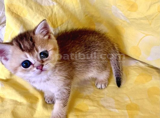Çukulata Golden Ayıcık Surat Zümrüt Göz British Dişi Bebek görsel