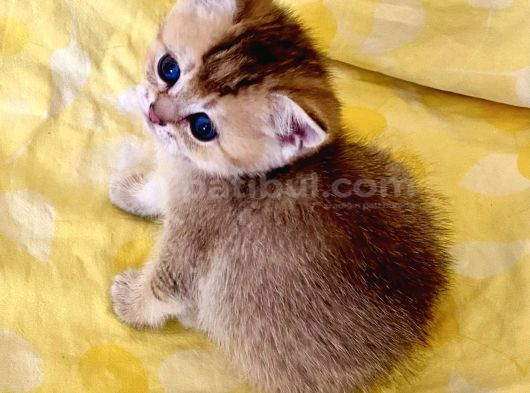 Çukulata Golden Ayıcık surat Zümrüt göz British dişi Bebek