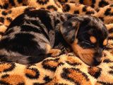 Sosis köpekler