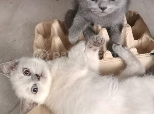 İddi̇ali Ve Kali̇teli̇ Bebekler