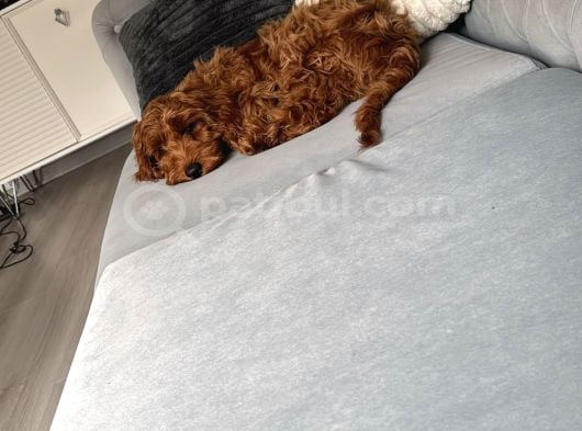 Bella Poodle Dişi görsel
