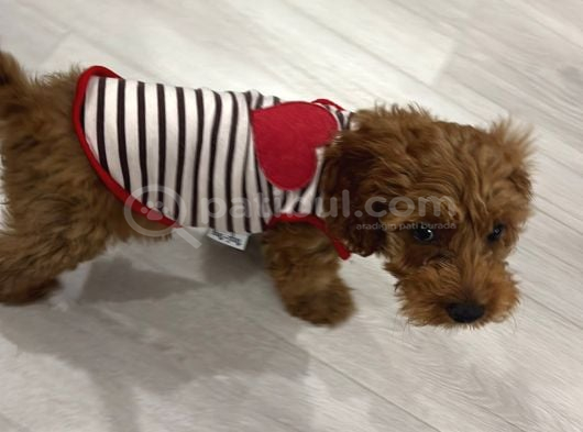 Bella Poodle Dişi görsel